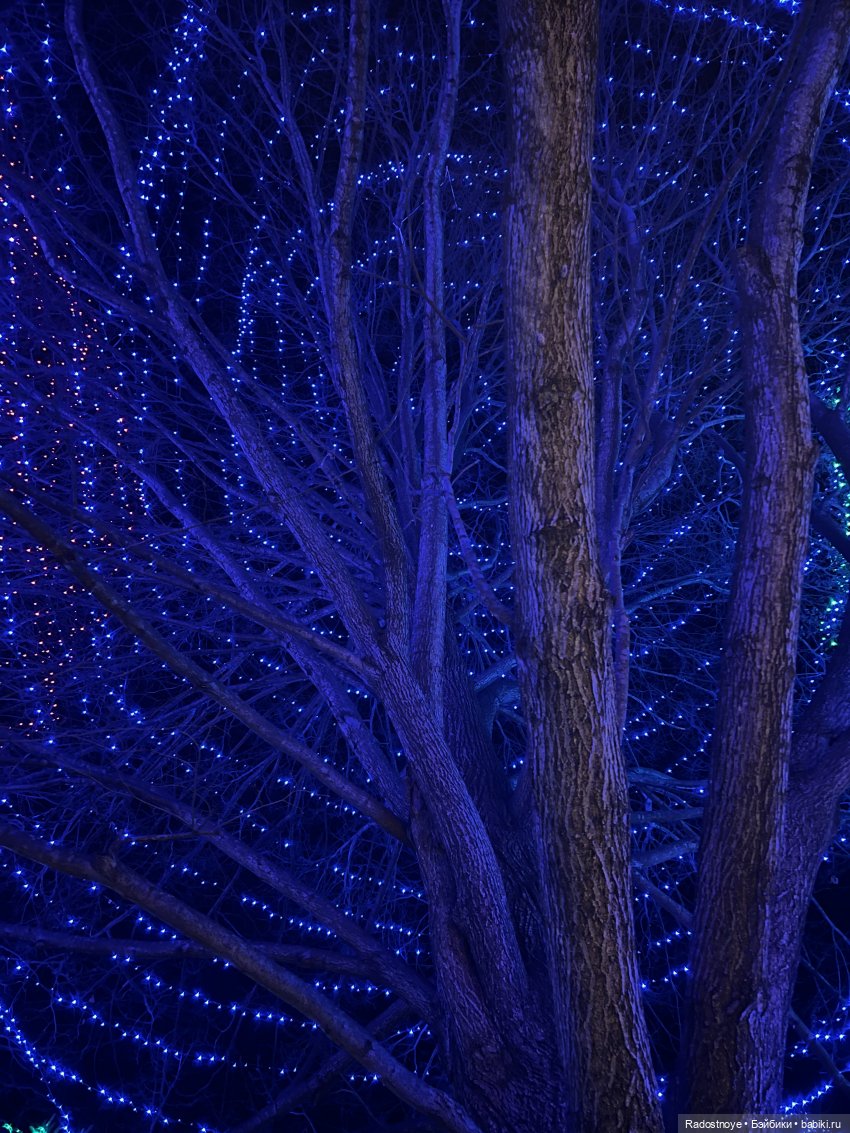 Северное Сияние в местном парке (фото 3)