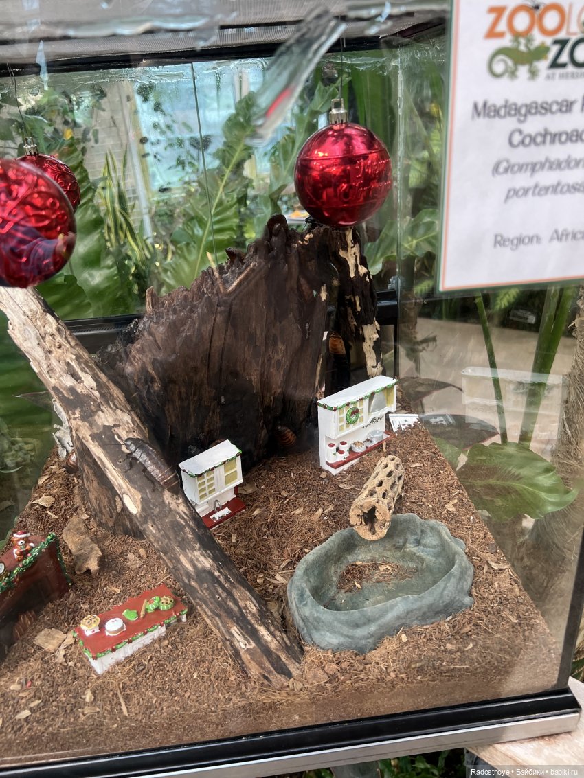 Джой в Hershey — Куклы Ruby Red (Руби Ред) Fashion Friends: Siblies