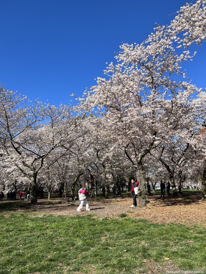 Аврил и цветение сакуры — Куклы Ruby Red (Руби Ред) Fashion Friends: Siblies