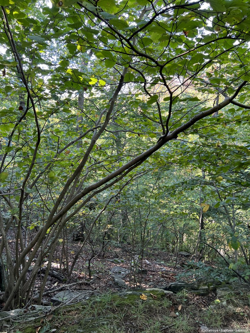 Корделия и Рассел - исследователи и путешественники | Бэйбики Корделия и Рассел - исследователи и путешественники (фото 8)