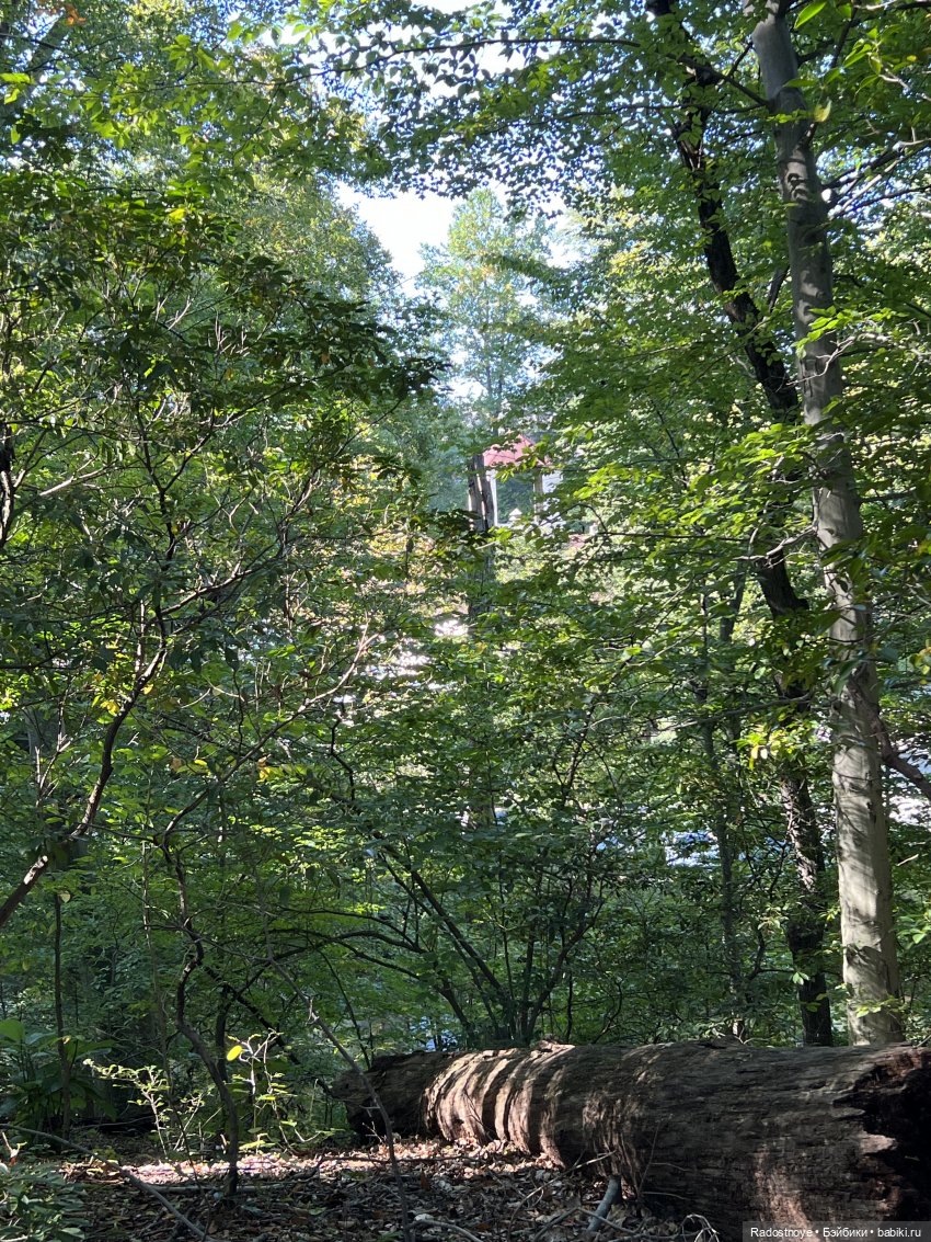 Корделия и Рассел - исследователи и путешественники | Бэйбики Корделия и Рассел - исследователи и путешественники