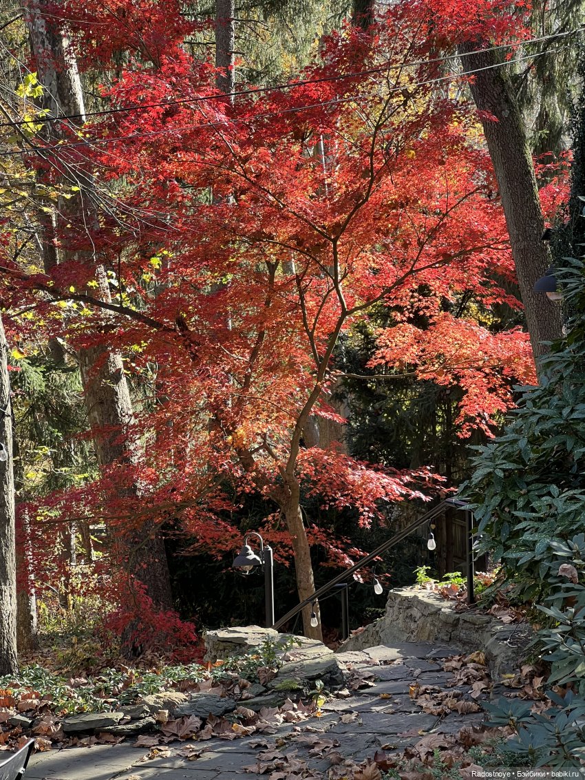 Две американские композитные куколки, выигранные в живом аукционе