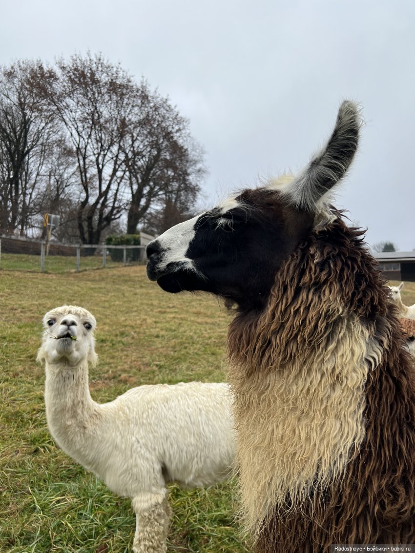 Фелиция и ее лама — Куклы Bratz (Братц) и Moxie Girlz: MGA (фото 9)