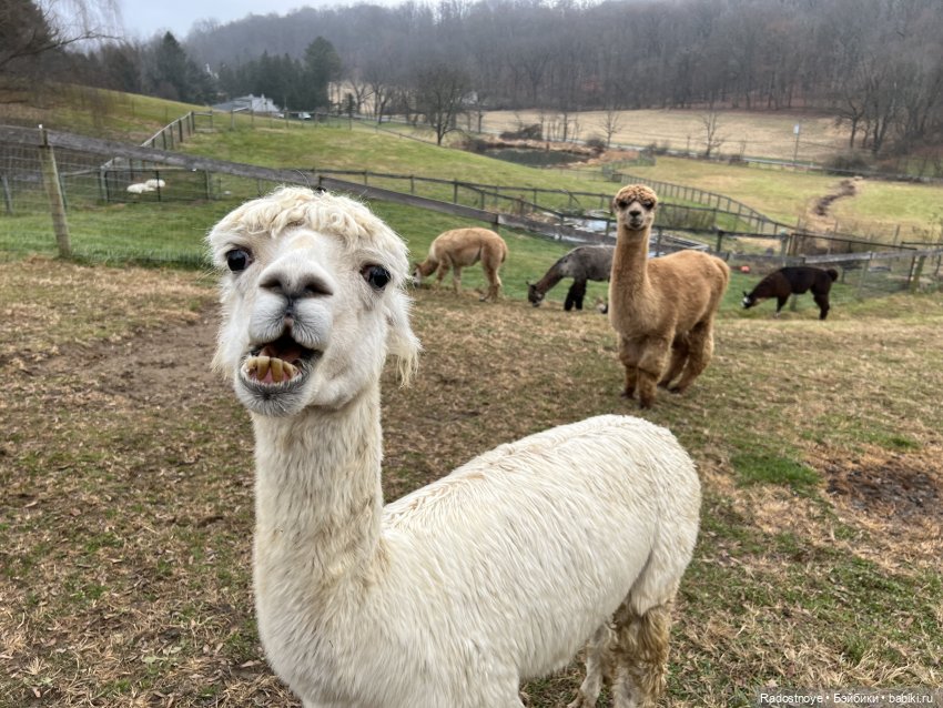 Фелиция и ее лама — Куклы Bratz (Братц) и Moxie Girlz: MGA