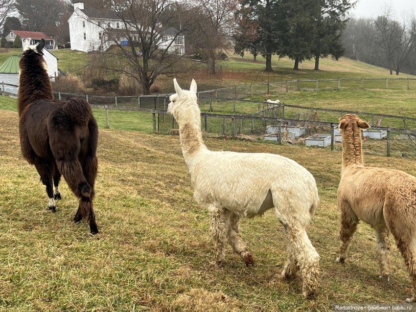 Фелиция и ее лама — Куклы Bratz (Братц) и Moxie Girlz: MGA (фото 7)