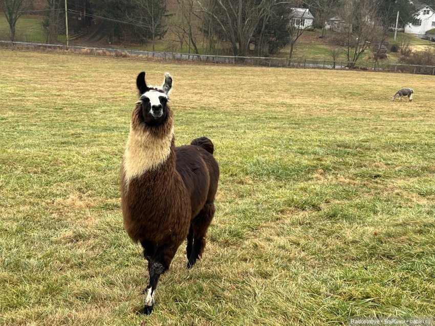 Фелиция и ее лама — Куклы Bratz (Братц) и Moxie Girlz: MGA (фото 6)