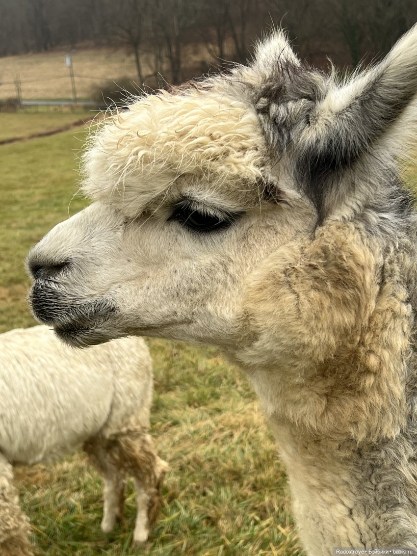 Фелиция и ее лама — Куклы Bratz (Братц) и Moxie Girlz: MGA