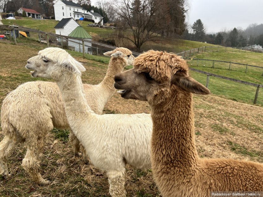 Фелиция и ее лама — Куклы Bratz (Братц) и Moxie Girlz: MGA