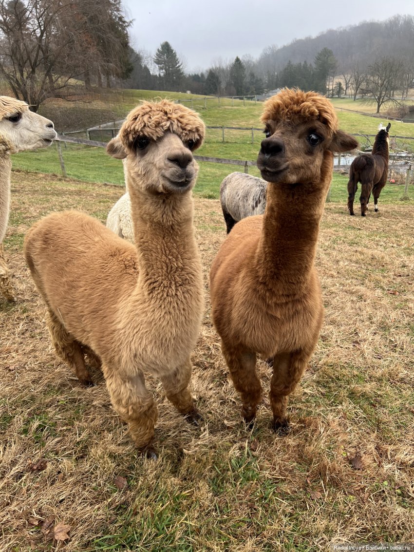 Фелиция и ее лама — Куклы Bratz (Братц) и Moxie Girlz: MGA