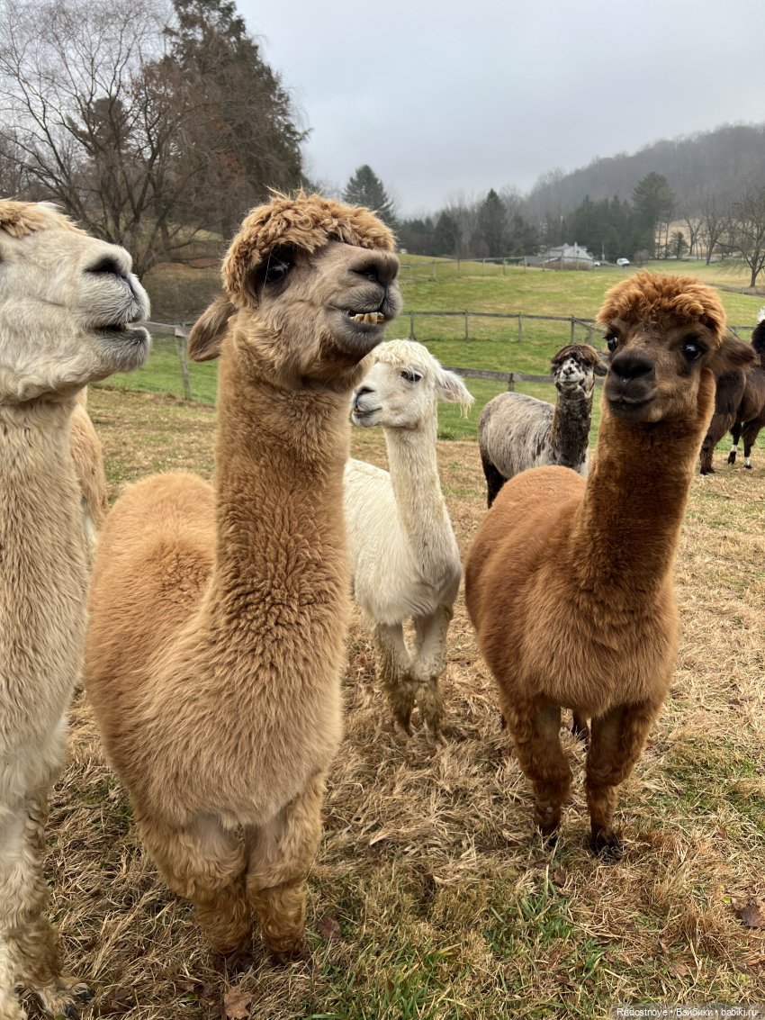 Фелиция и ее лама — Куклы Bratz (Братц) и Moxie Girlz: MGA (фото 10)