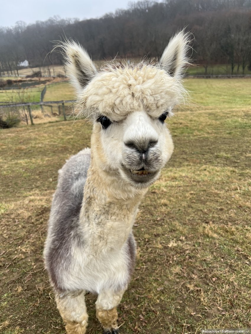 Фелиция и ее лама — Куклы Bratz (Братц) и Moxie Girlz: MGA