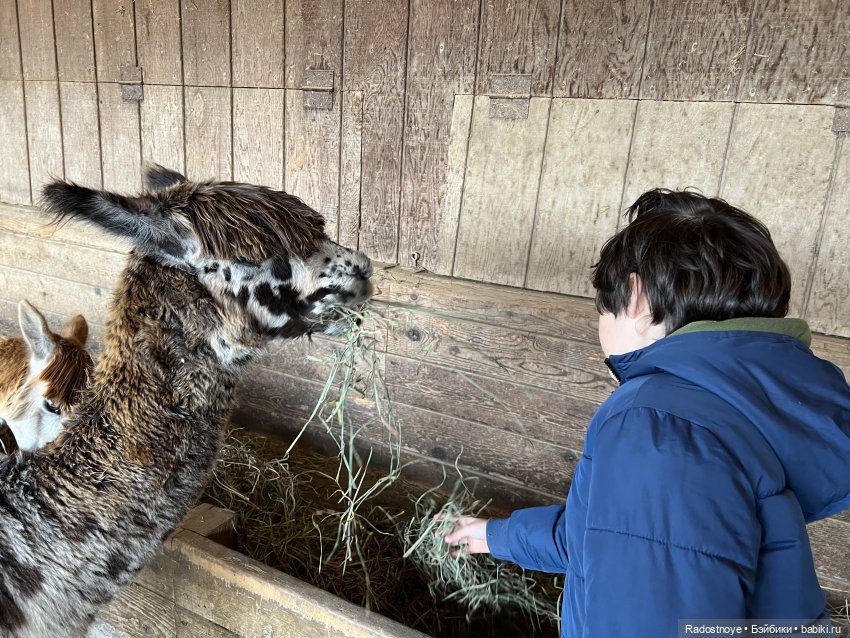 Фелиция и ее лама — Куклы Bratz (Братц) и Moxie Girlz: MGA