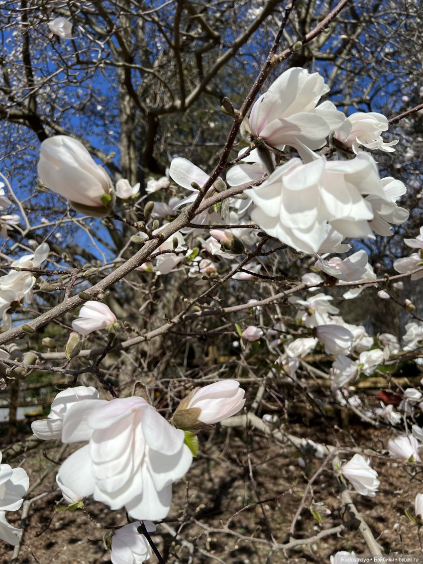 Элла и Волшебные Сады | Бэйбики Элла и Волшебные Сады — Куклы Ruby Red (Руби Ред) Fashion Friends: Siblies (фото 7)