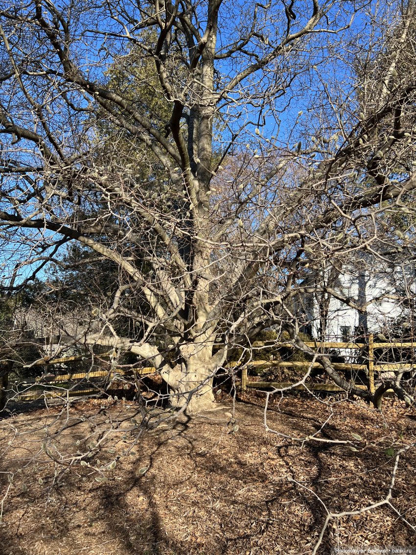 Элла и Волшебные Сады | Бэйбики Элла и Волшебные Сады — Куклы Ruby Red (Руби Ред) Fashion Friends: Siblies