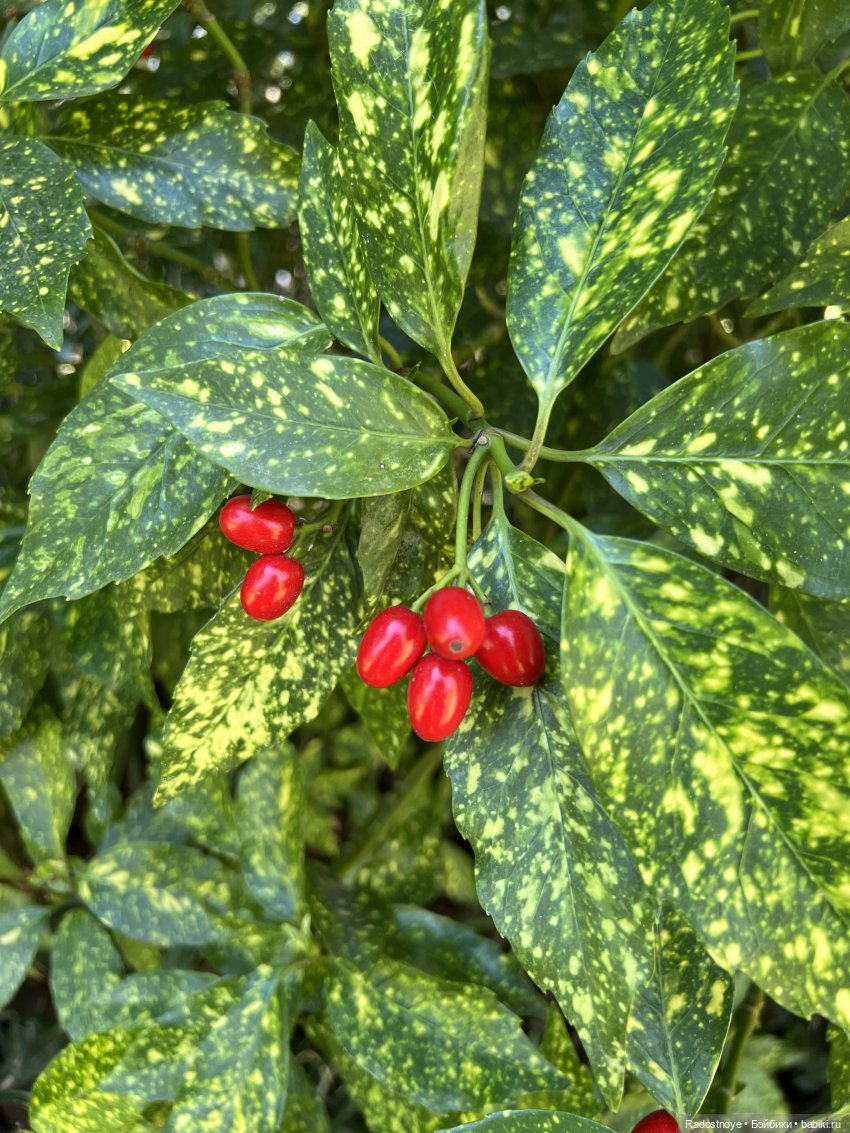 Мини каникулы - собачьи дни | Бэйбики Мини каникулы - собачьи дни (фото 3)