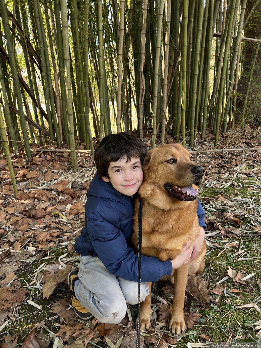 Мини каникулы - собачьи дни | Бэйбики Мини каникулы - собачьи дни