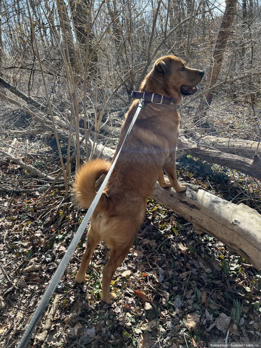 Мини каникулы - собачьи дни