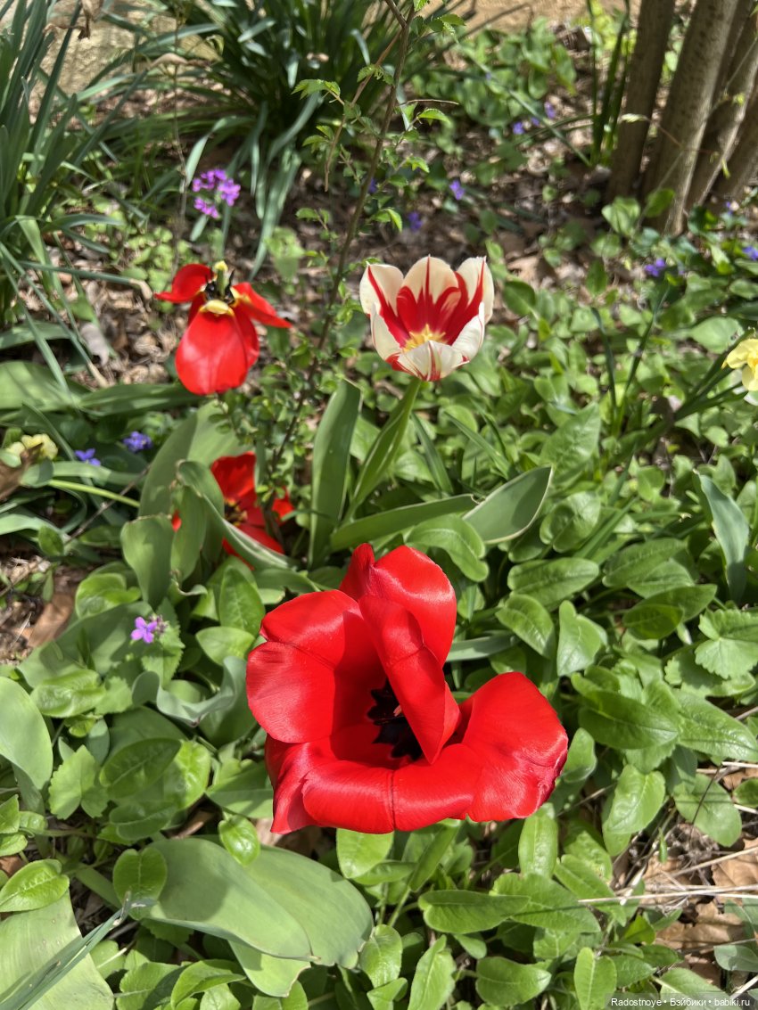 Грушевидная моя — Куклы Smart Doll (Смарт Долл) 1/3: фото (фото 2)