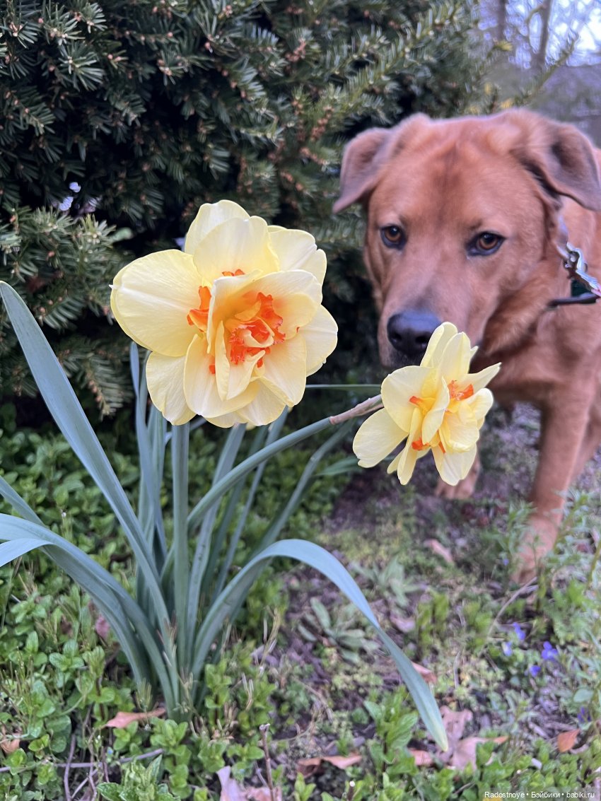 Грушевидная моя — Куклы Smart Doll (Смарт Долл) 1/3: фото