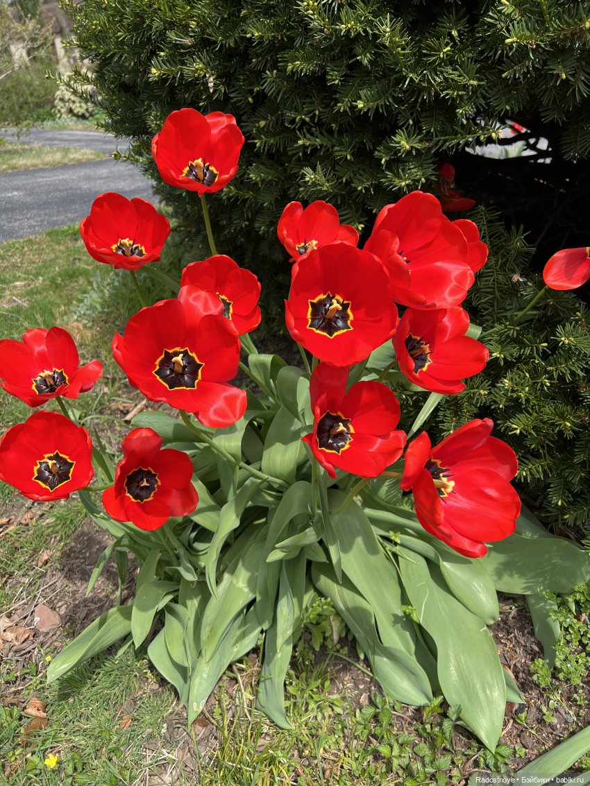 Грушевидная моя — Куклы Smart Doll (Смарт Долл) 1/3: фото (фото 5)