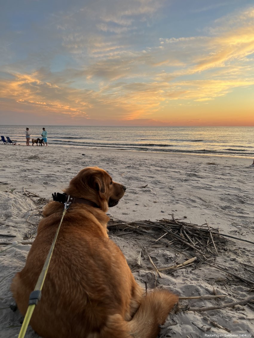 Каждому нужен верный друг (фото 2)