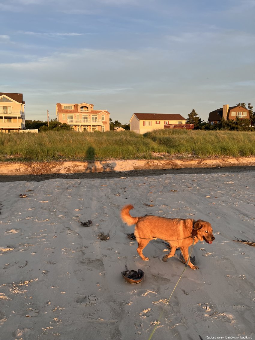 Каждому нужен верный друг