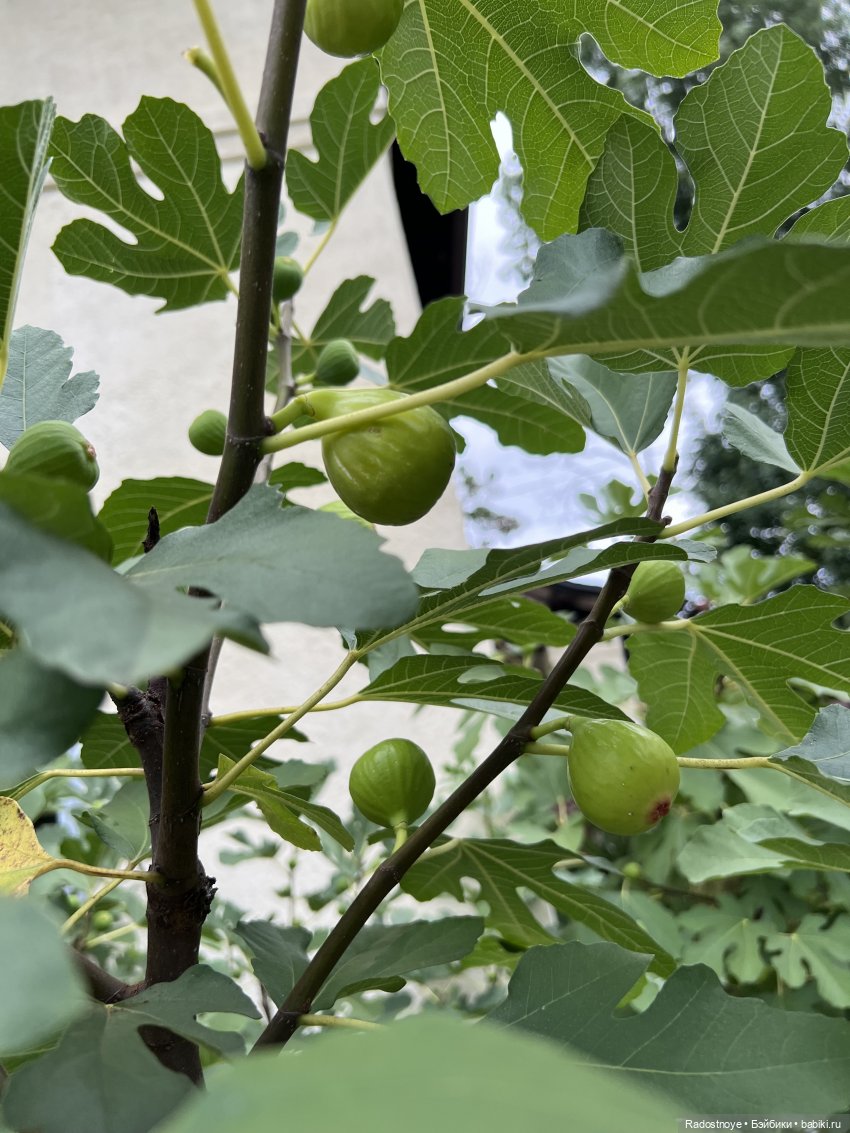 Как Эдда мне помогала фиги доить