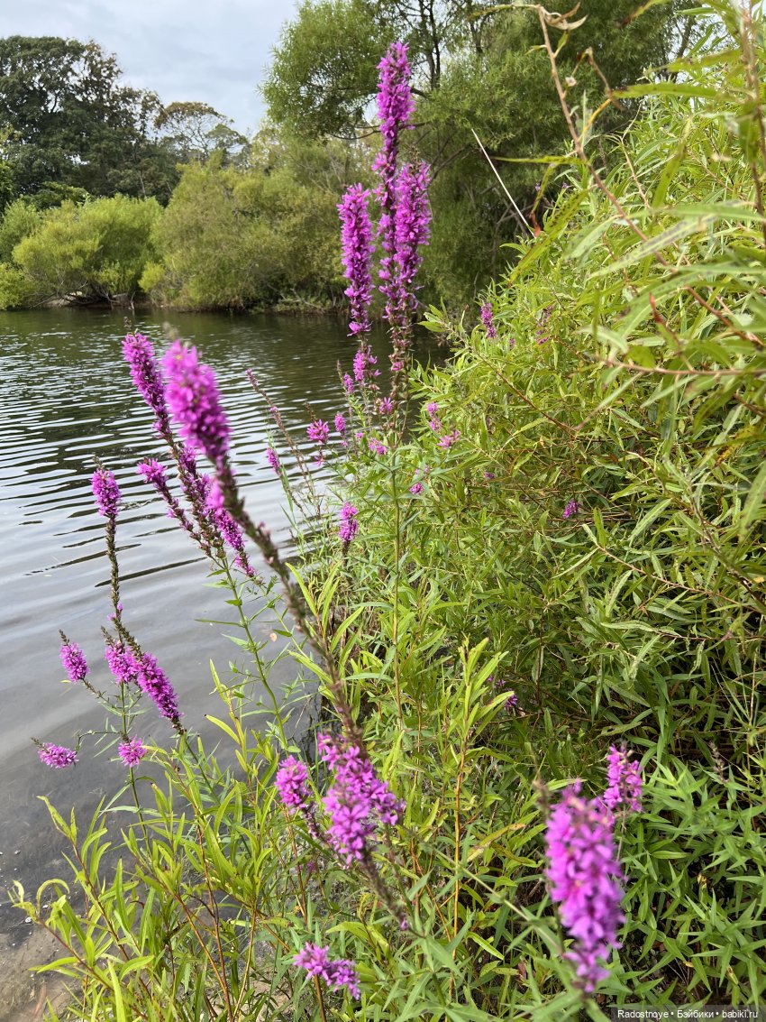 Раскрасим этот серый мир — Разные шарнирные куклы (не БЖД): редкие