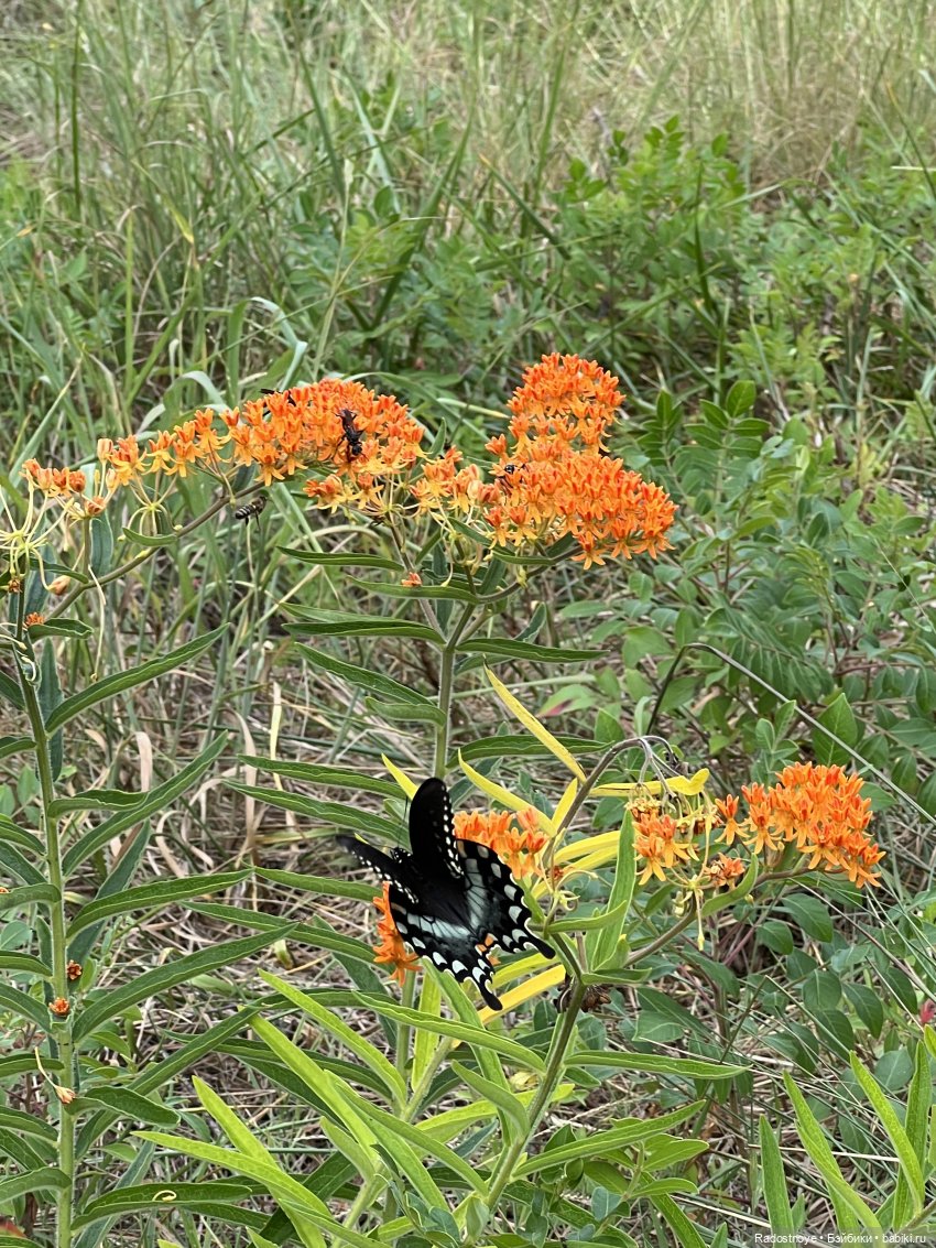 Раскрасим этот серый мир — Разные шарнирные куклы (не БЖД): редкие (фото 10)