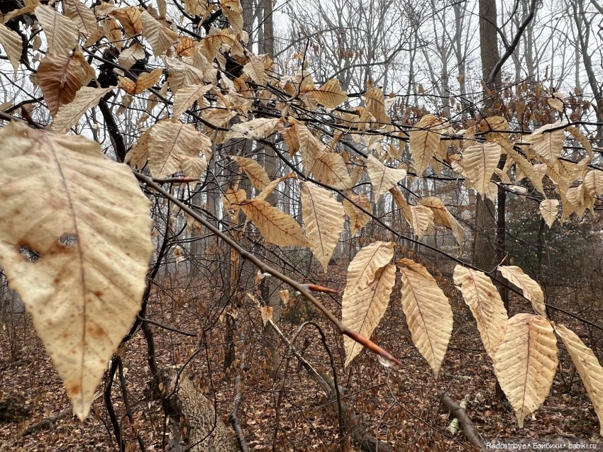 Ноэль — Куклы Zwergnase (Цвергназе/Цверги): фото