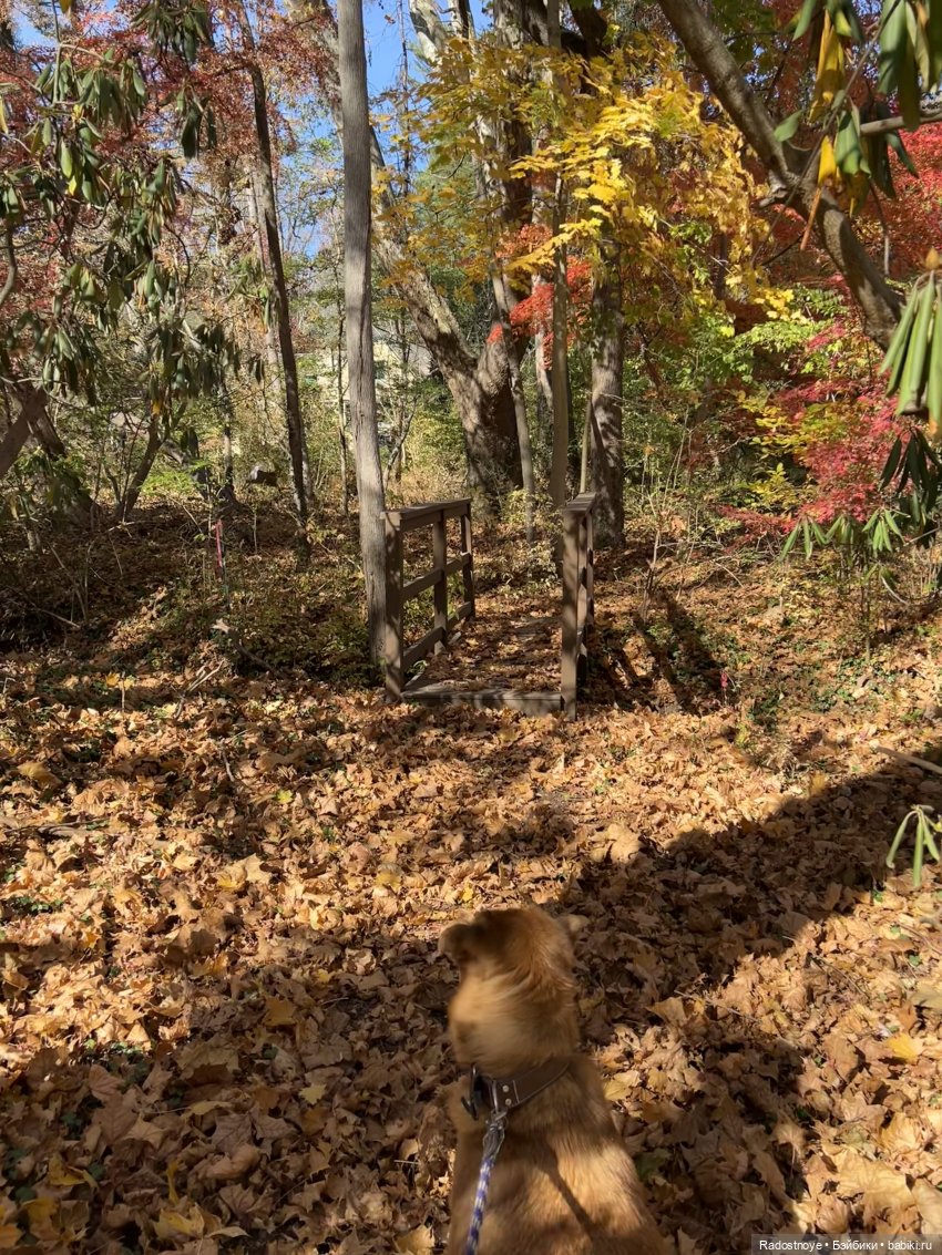 Ноэль — Куклы Zwergnase (Цвергназе/Цверги): фото (фото 2)