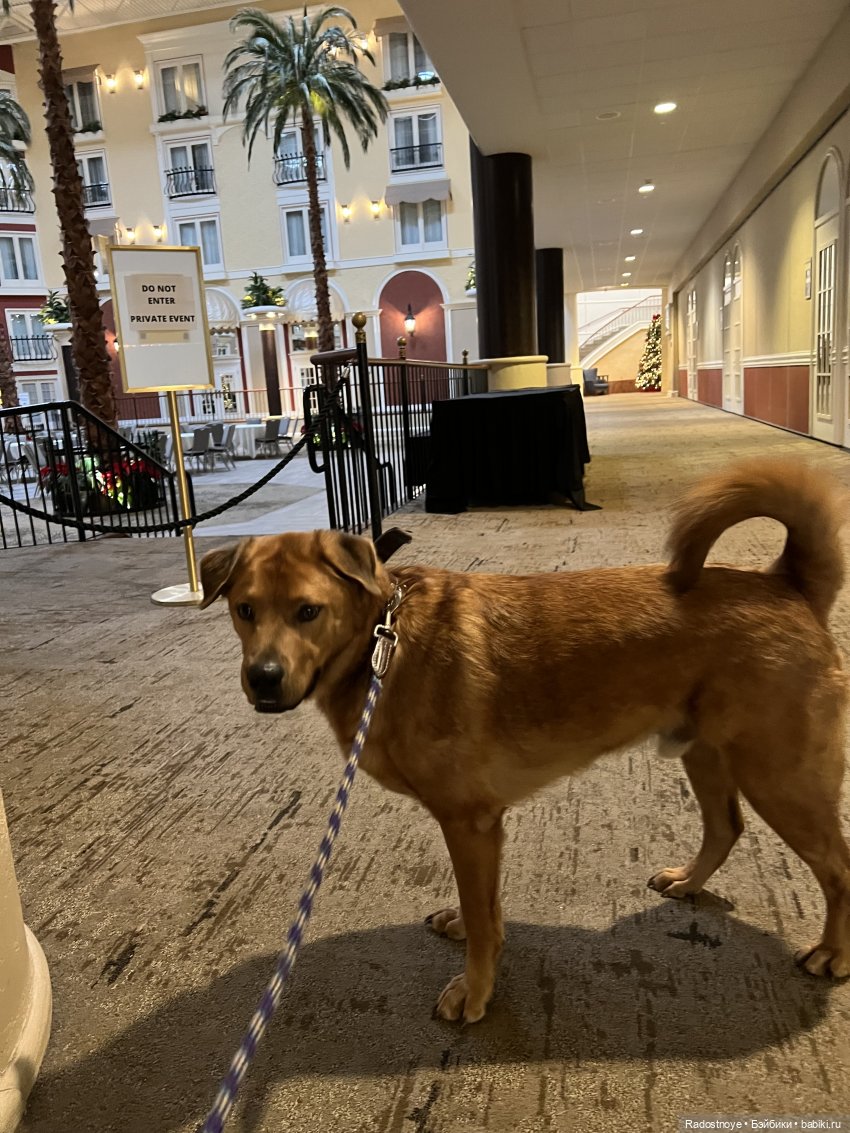 Ноэль — Куклы Zwergnase (Цвергназе/Цверги): фото