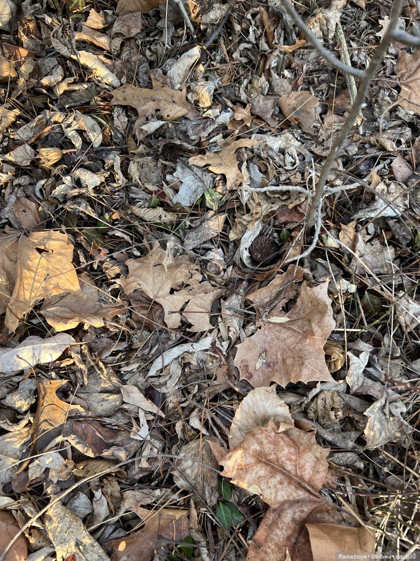 Потерянный букет — Куклы Ruby Red (Руби Ред) Fashion Friends: Siblies (фото 8)