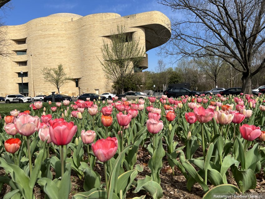 Сакура — Куклы Ruby Red (Руби Ред) Fashion Friends: Siblies (фото 2)