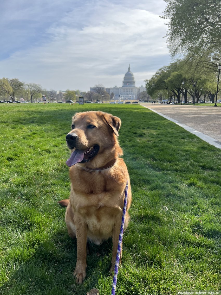 Сакура — Куклы Ruby Red (Руби Ред) Fashion Friends: Siblies
