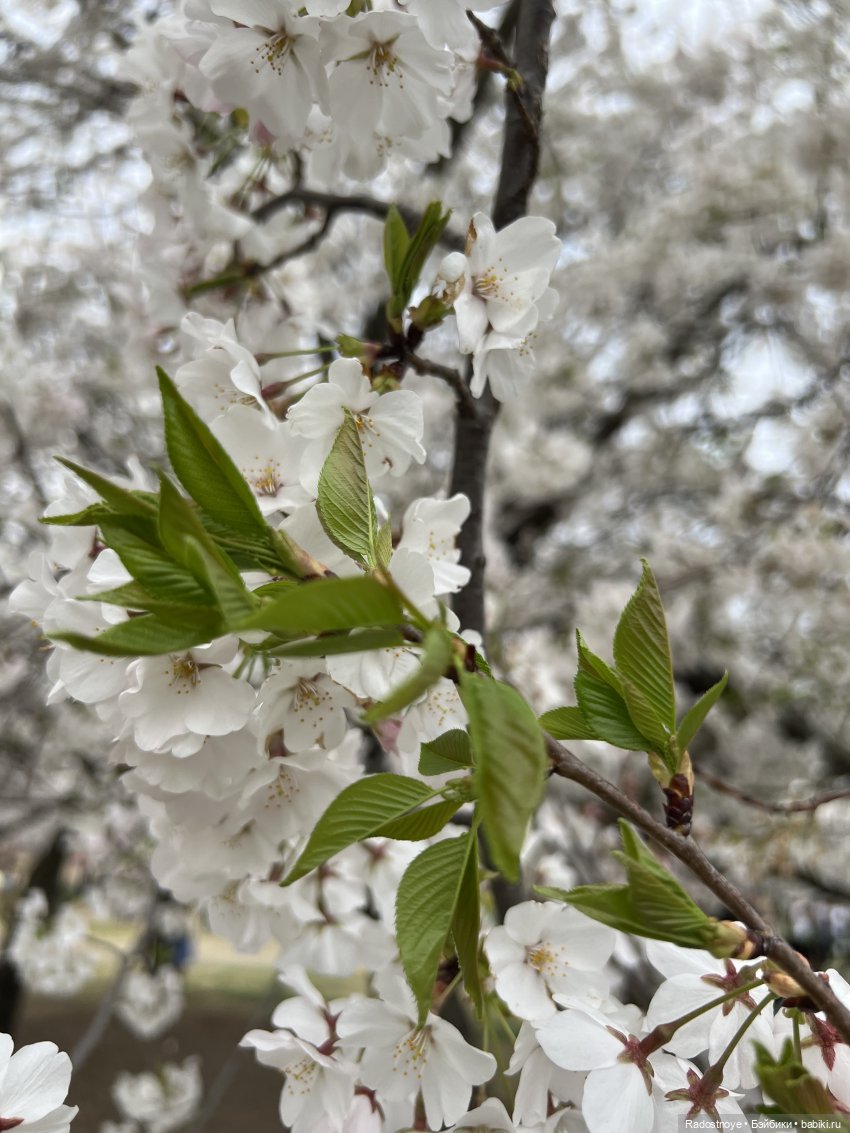 Сакура — Куклы Ruby Red (Руби Ред) Fashion Friends: Siblies