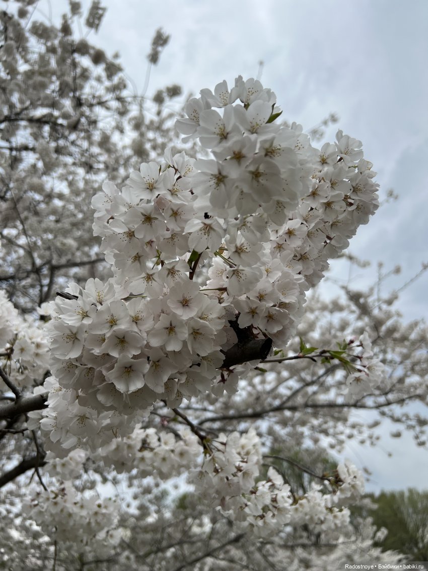 Сакура — Куклы Ruby Red (Руби Ред) Fashion Friends: Siblies