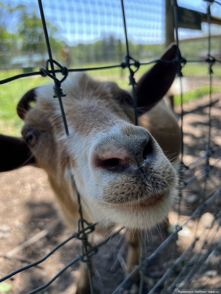 Первая клубника | Бэйбики Первая клубника — Куклы Ruby Red (Руби Ред) Fashion Friends: Siblies