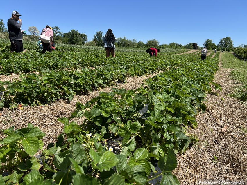 Первая клубника | Бэйбики Первая клубника — Куклы Ruby Red (Руби Ред) Fashion Friends: Siblies (фото 8)