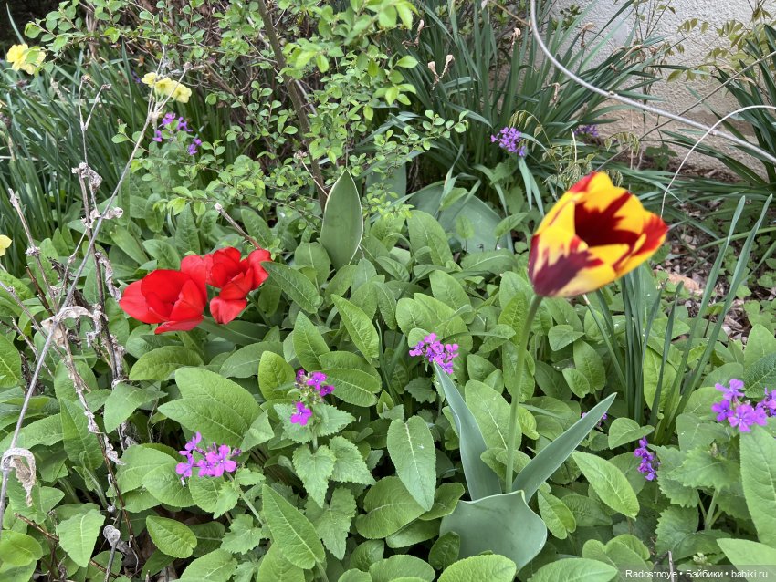 Первая клубника | Бэйбики Первая клубника — Куклы Ruby Red (Руби Ред) Fashion Friends: Siblies (фото 3)