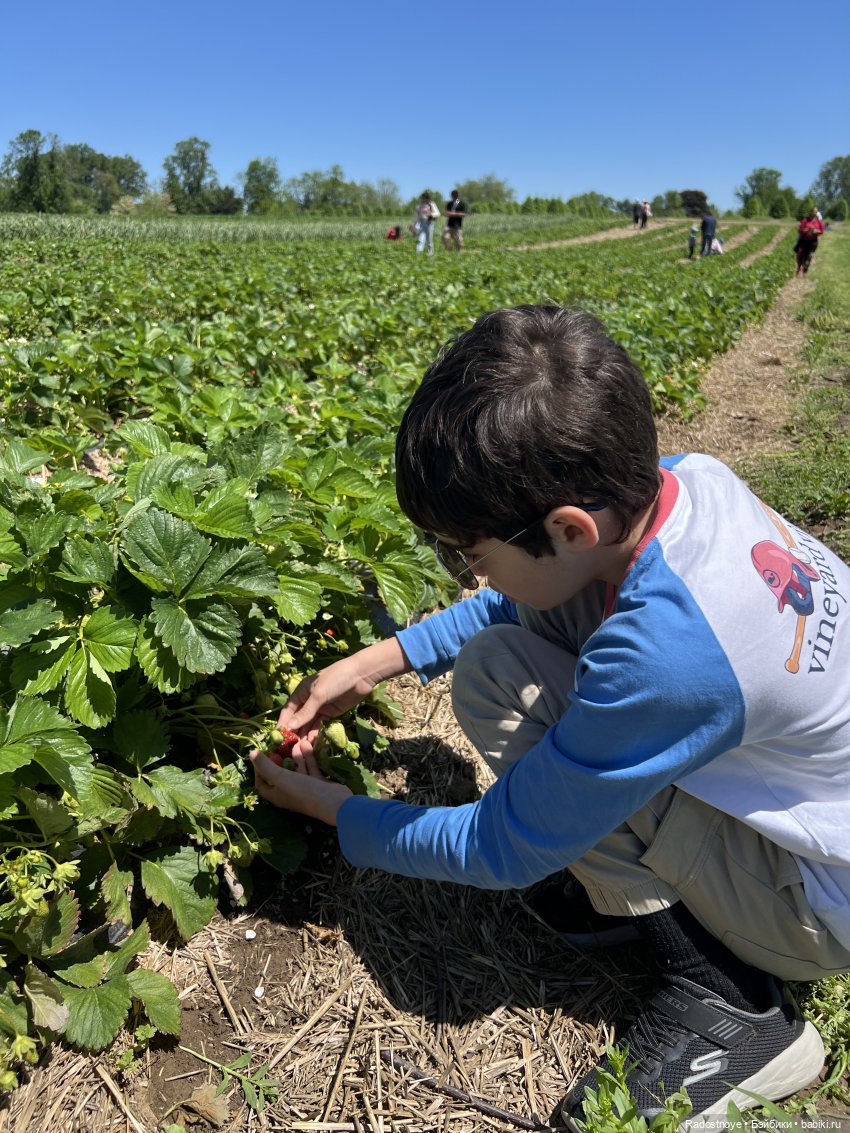 Первая клубника | Бэйбики Первая клубника — Куклы Ruby Red (Руби Ред) Fashion Friends: Siblies