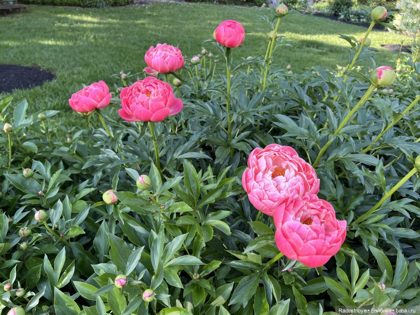 Первая клубника | Бэйбики Первая клубника — Куклы Ruby Red (Руби Ред) Fashion Friends: Siblies (фото 4)