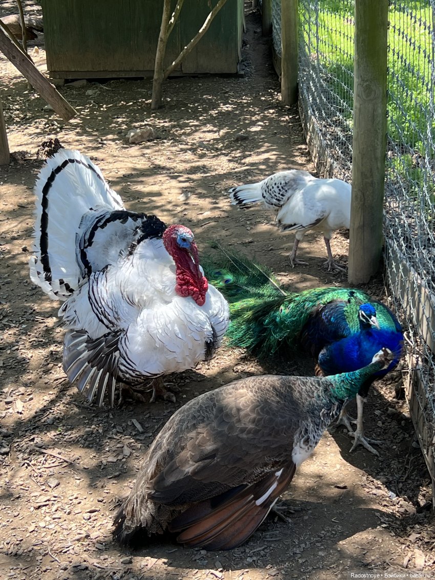 Первая клубника | Бэйбики Первая клубника — Куклы Ruby Red (Руби Ред) Fashion Friends: Siblies