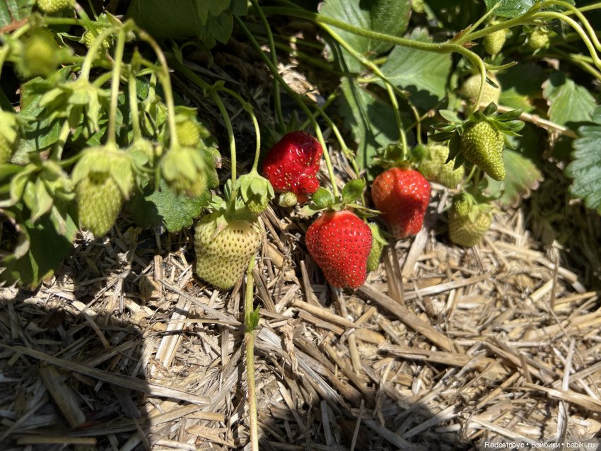 Первая клубника | Бэйбики Первая клубника — Куклы Ruby Red (Руби Ред) Fashion Friends: Siblies