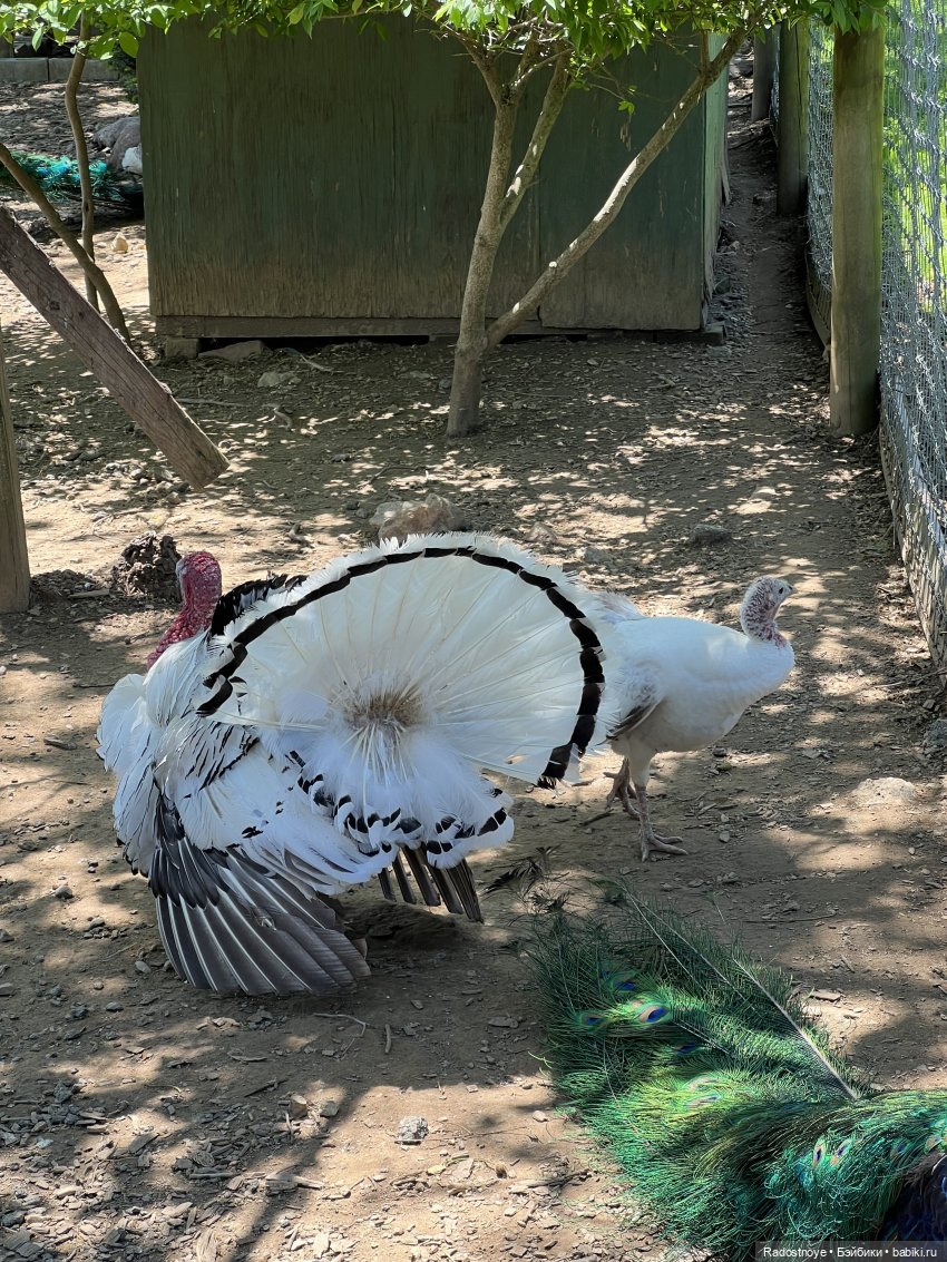 Первая клубника | Бэйбики Первая клубника — Куклы Ruby Red (Руби Ред) Fashion Friends: Siblies