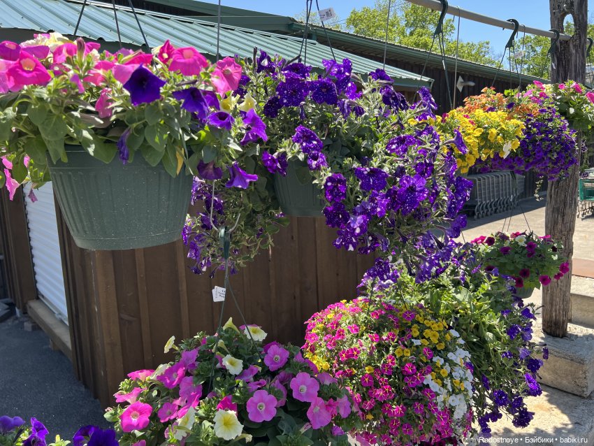 Первая клубника | Бэйбики Первая клубника — Куклы Ruby Red (Руби Ред) Fashion Friends: Siblies