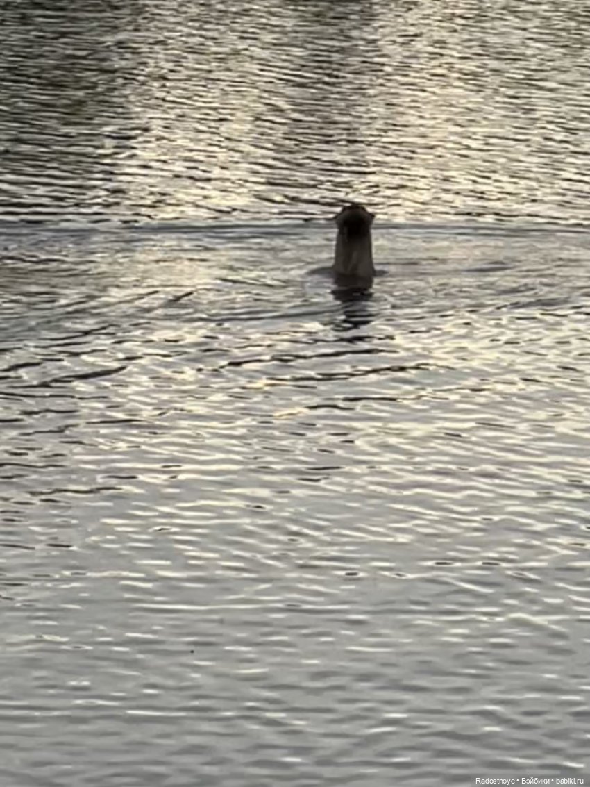 Зубастые персонажи «Властелина колец»