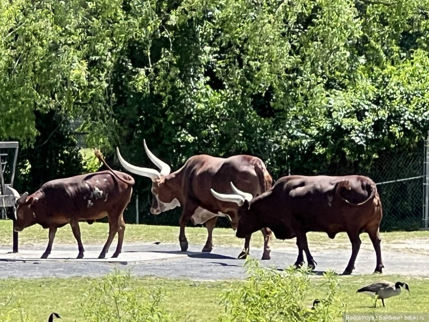 Зубастые персонажи «Властелина колец» (фото 8)