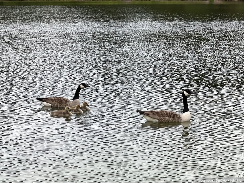 Зубастые персонажи «Властелина колец»