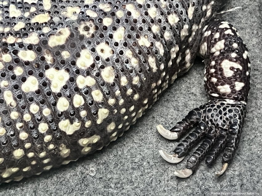 Зубастые персонажи «Властелина колец»